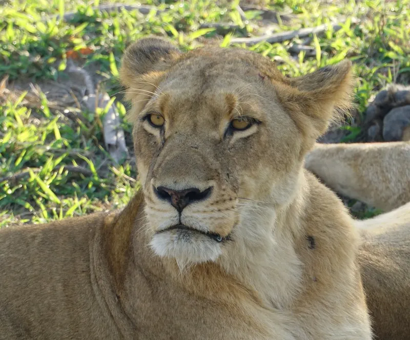 a close up of a lion laying on the ground
